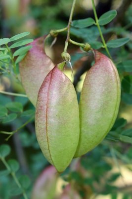Colutea arborescens - žanovec měchýřník - plod